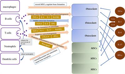 The Role of Immune Microenvironment in Maxillofacial Bone Homeostasis